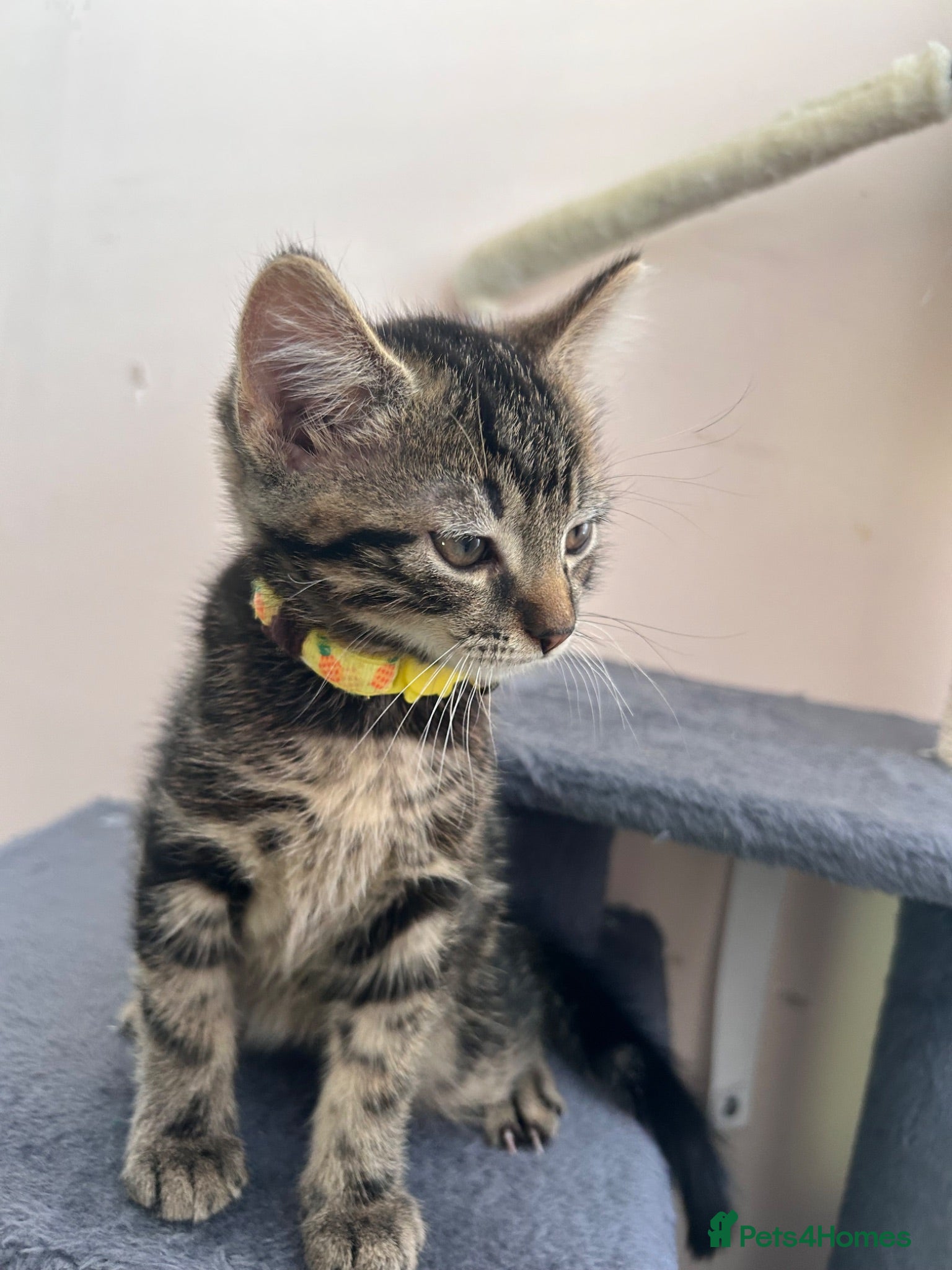 Domestic Shorthair cats Kitchen for sale  - Advert 1