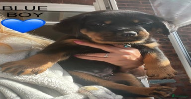 Rottweiler dogs - Advert 2