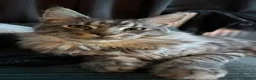 Maine Coon cats for sale: Mainecoone female kitten  in Romford - Advert 8