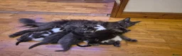 Maine Coon cats for sale: Half maincoon kittens for sale in Newport - Advert 1