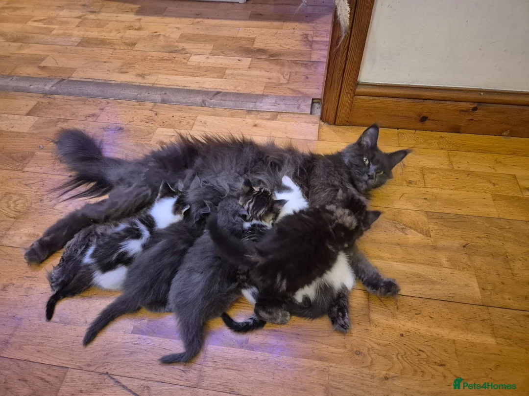 Maine Coon cats for sale: Half maincoon kittens for sale in Newport - Advert 1