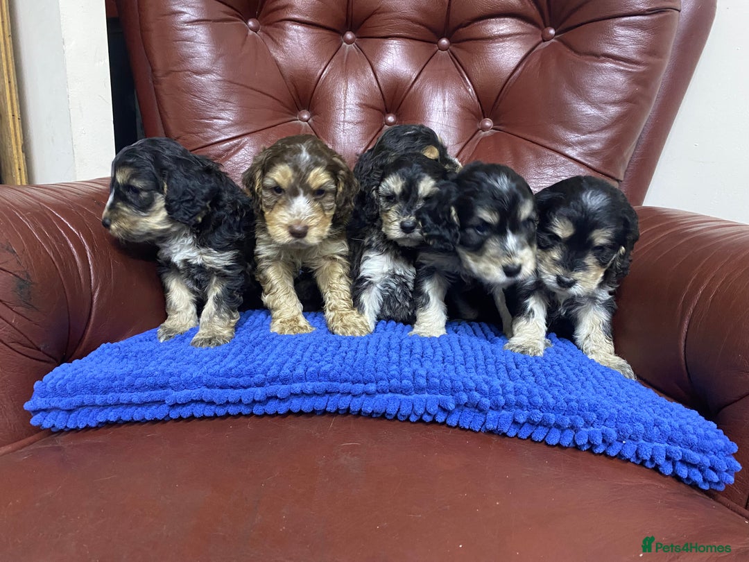 Cockapoo dogs for sale: F1 Gen Cockapoo Puppies - Image 10
