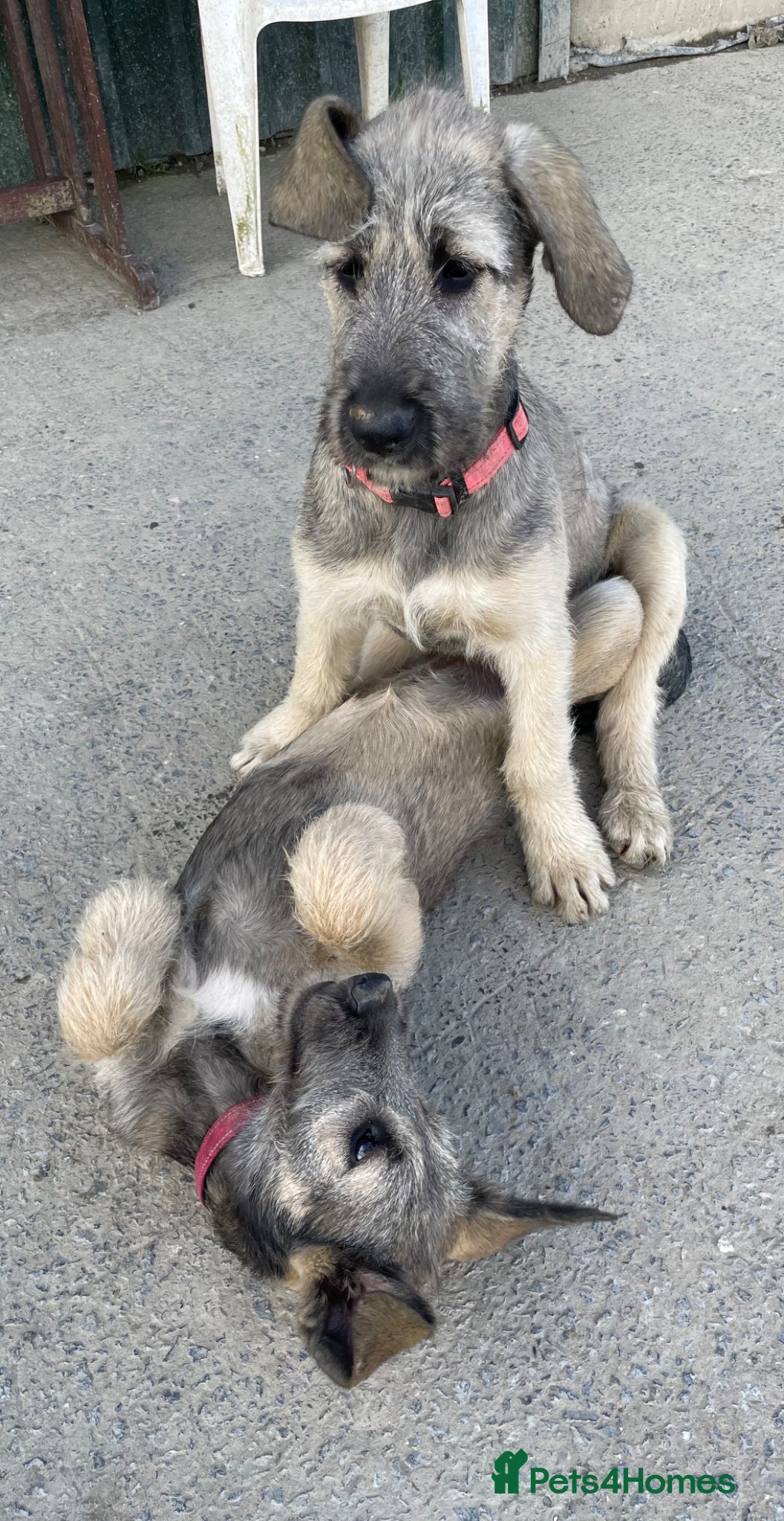 Irish Wolfhound dogs 2 girls ready to go 😍 - Advert 1