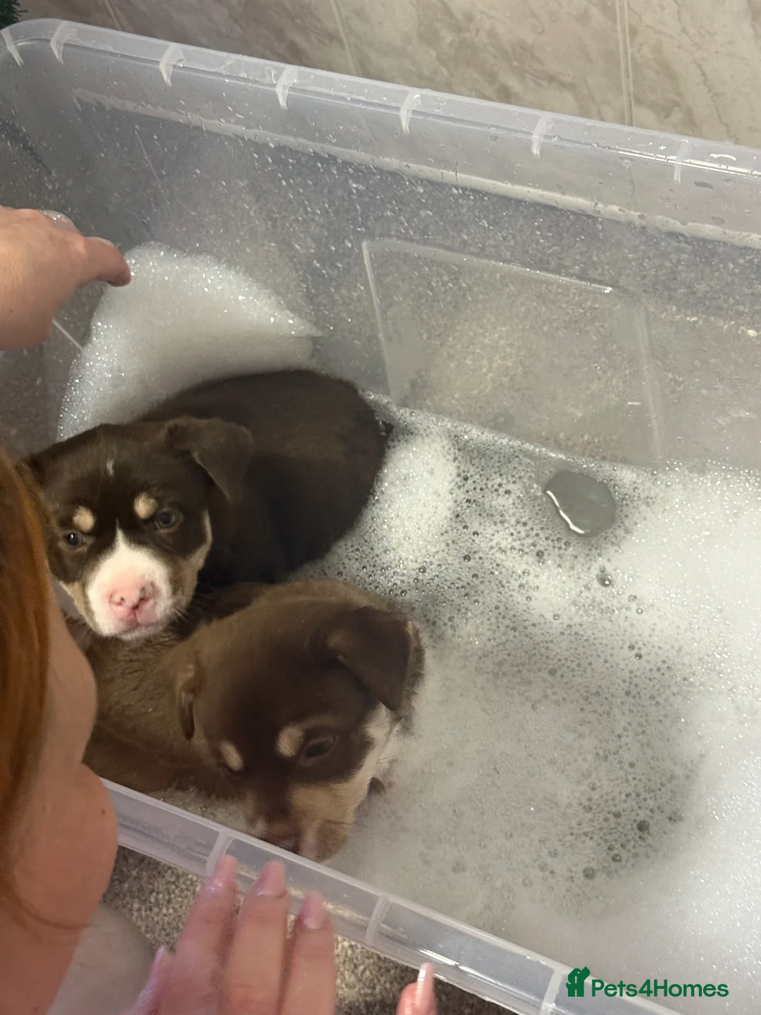 Mixed Breed dogs for sale: Pocket bulldog  Siberian husky x pocket pitskys - Advert 5