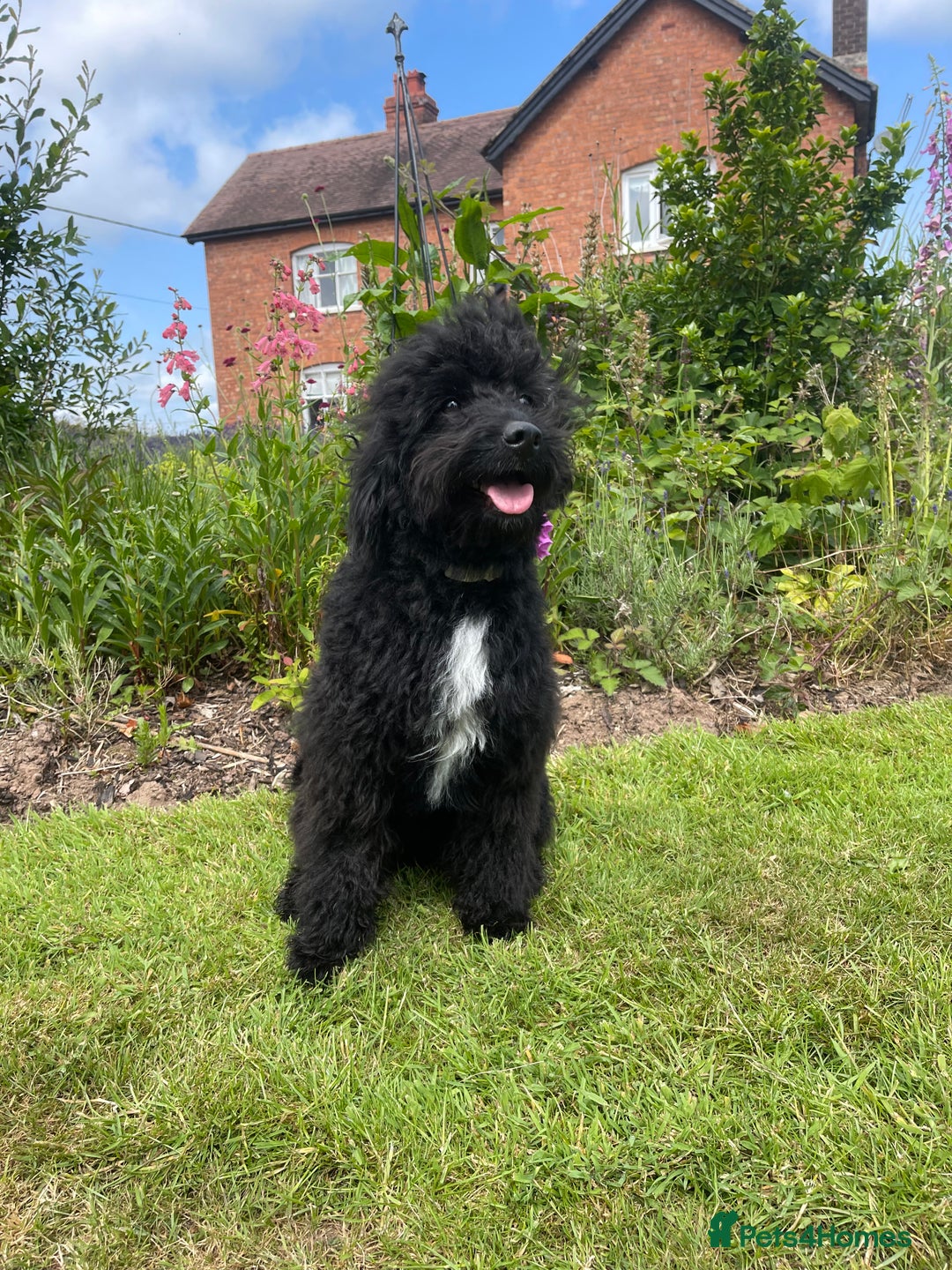 Bordoodle dogs for sale: Miniature Bordoodle F1 in Whitchurch - Image 1