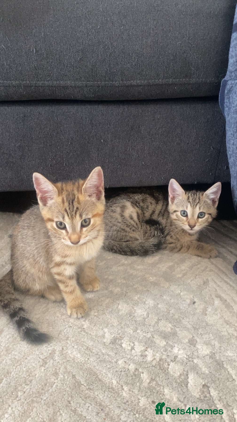 Domestic Shorthair cats Female kittens!  - Advert 1