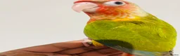 Conures birds for sale: Hand reared conures for sale  - Advert 6