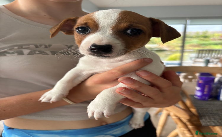 Jack Russell dogs - Advert 2