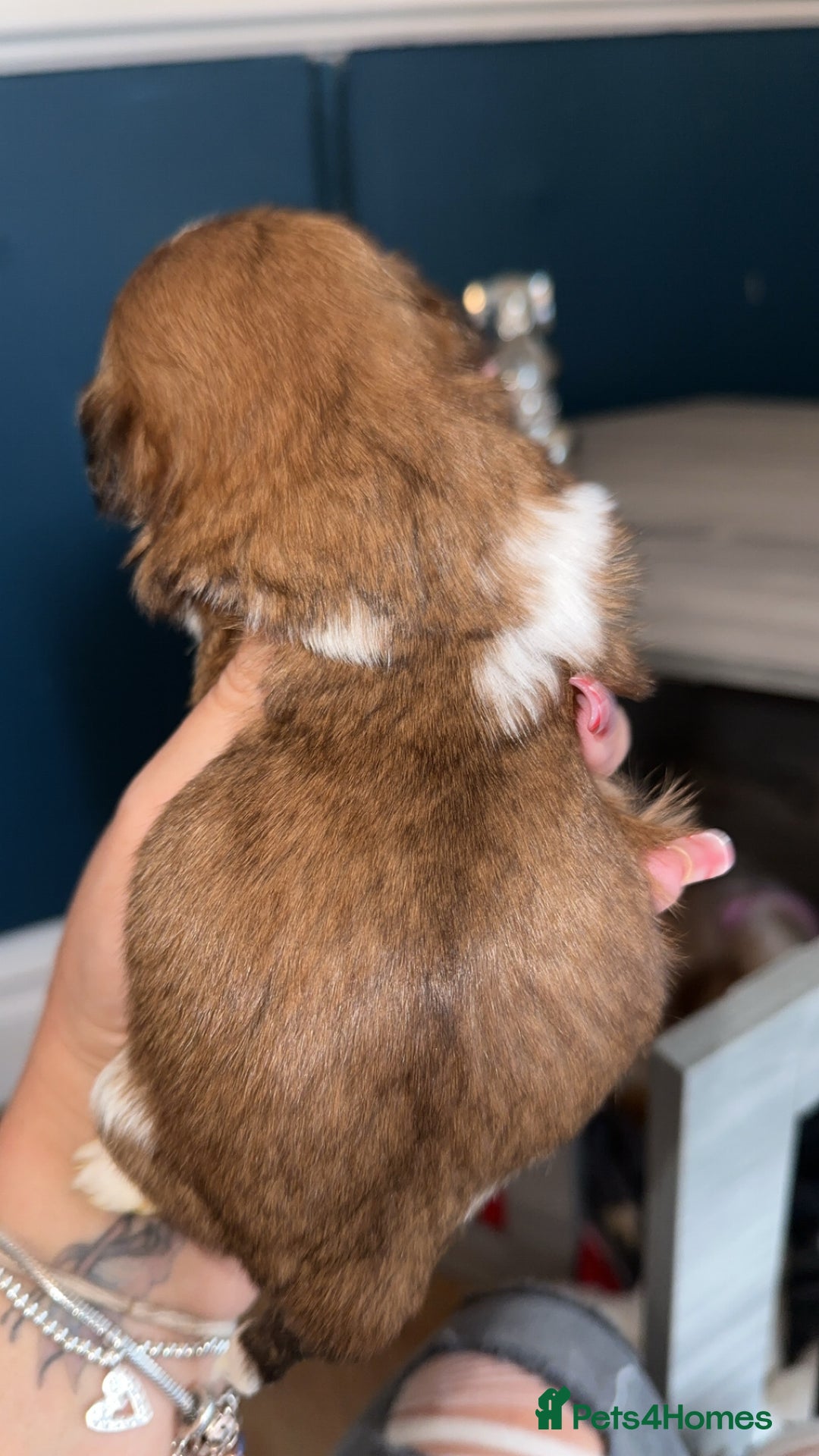 Shih Tzu dogs for sale: Stunning imperial shih tzu puppies  - Advert 24