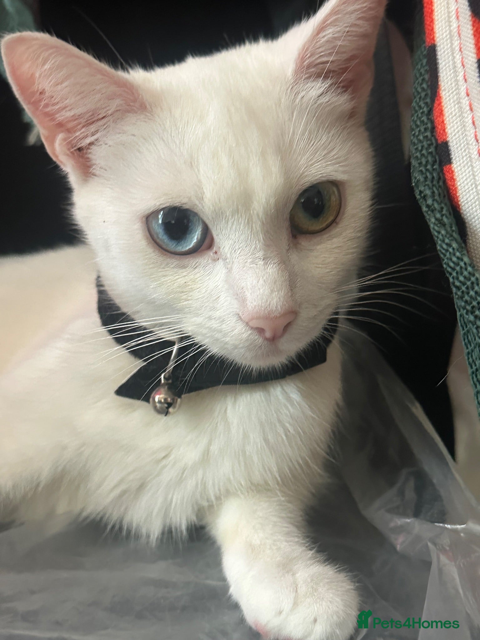 Turkish Van cats Turkish Van kittens male and female  - Advert 7