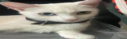 Turkish Van cats for sale: Turkish Van kittens male and female  - Advert 1