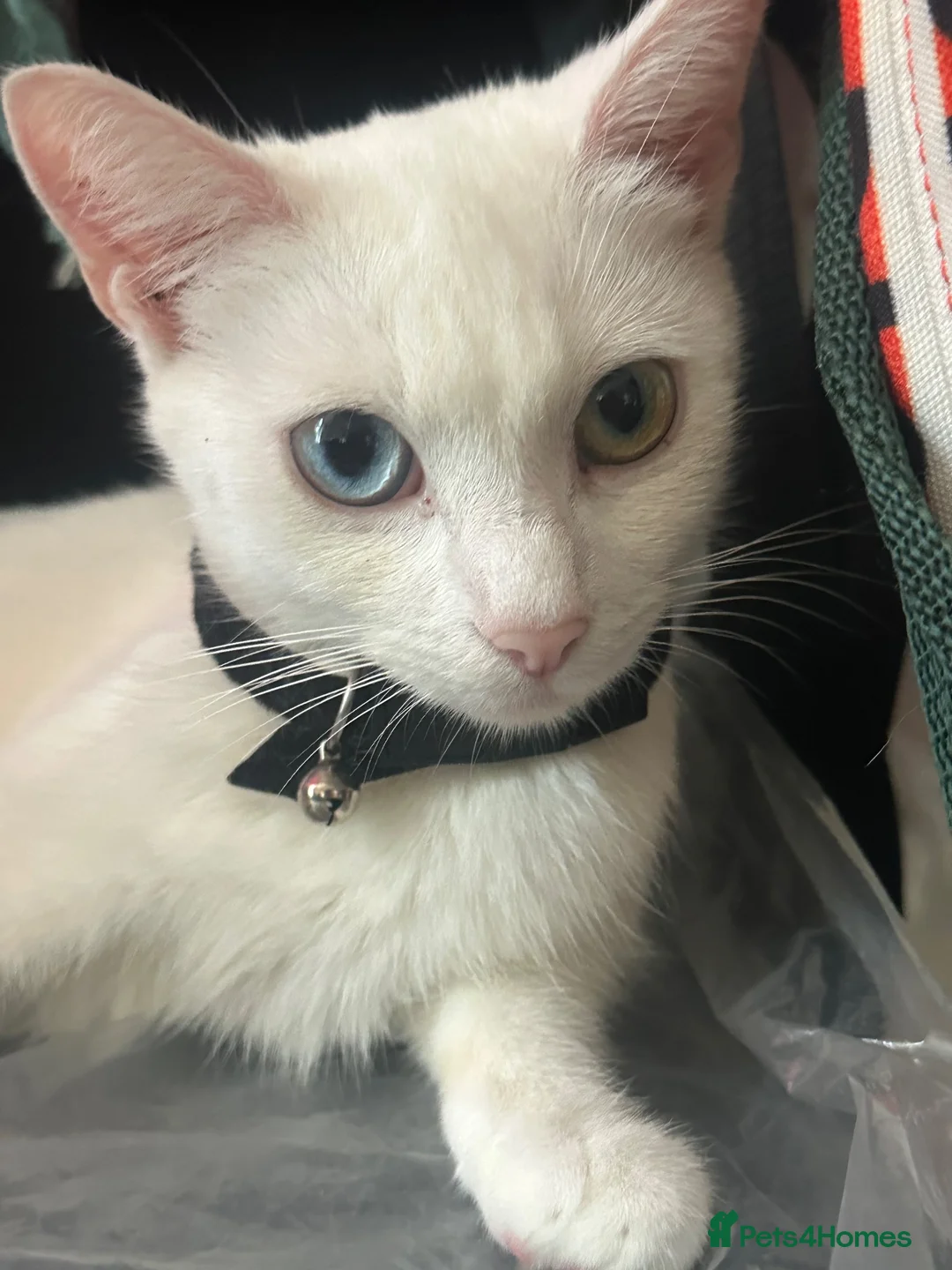 Turkish Van cats for sale: Turkish Van kittens male and female  - Advert 1