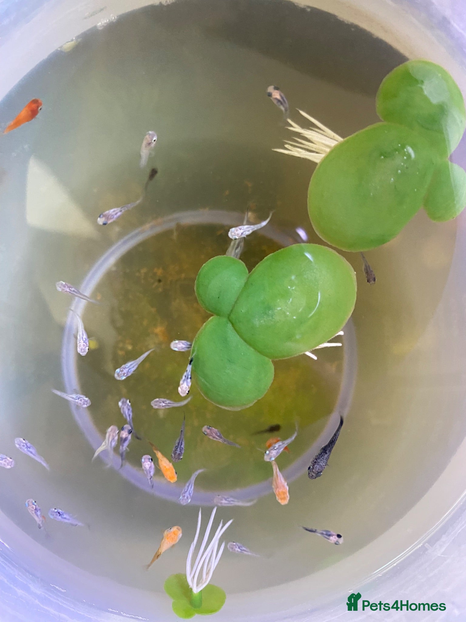 Mollies fish Colourful Fry’s For Sale - Advert 1