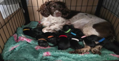 Sprocker dogs - Advert 11