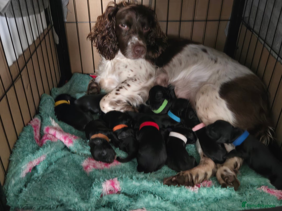 Sprocker dogs for sale: Sprocker Spaniels for Sale ready 1st November - Image 2