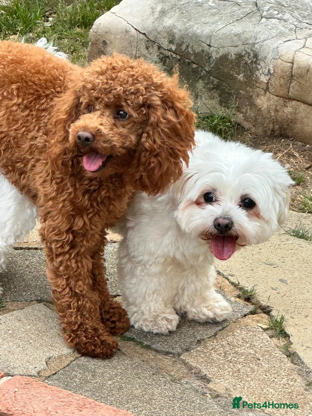 Maltipoo dogs for sale: Adorable maltipoos puppies  - Advert 18