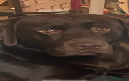 Labrador Retriever dogs for stud: Chocolate Labrador for Stud  in Doncaster - Image 13