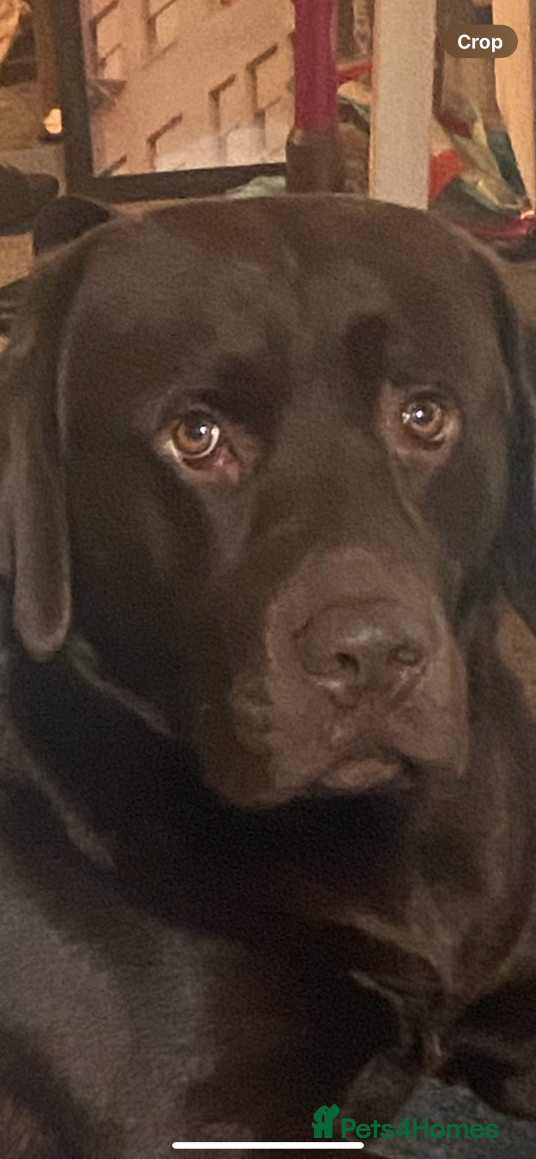 Labrador Retriever dogs for stud: Chocolate Labrador for Stud  in Doncaster - Image 13