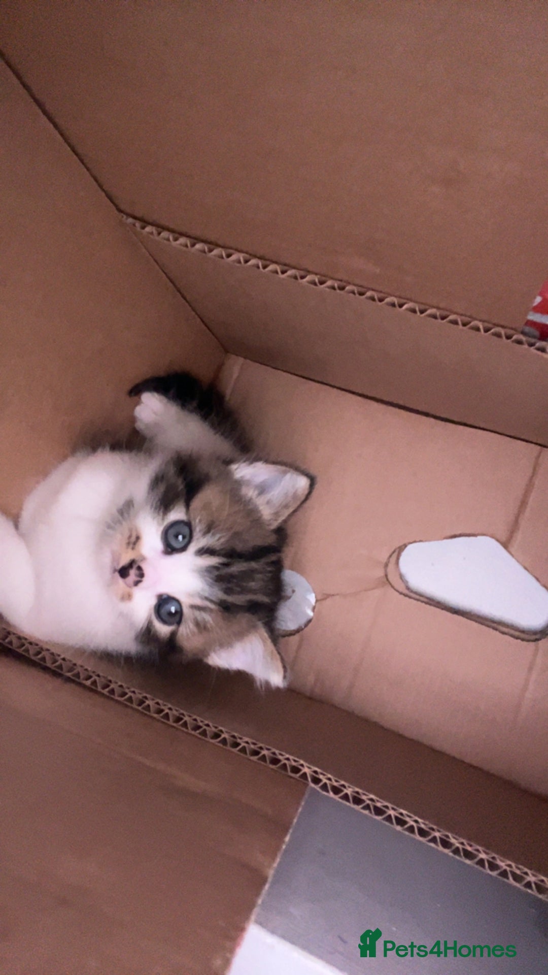 Mixed Breed cats for sale: kitten - Advert 2