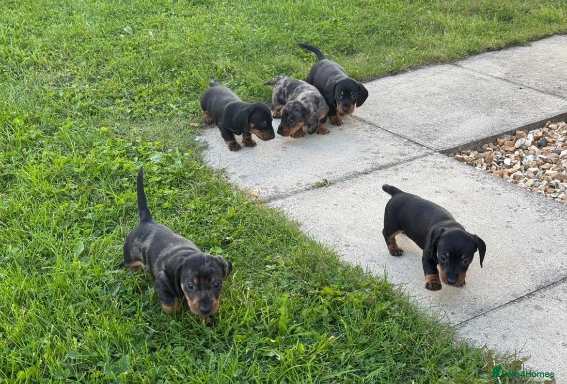 Miniature Dachshund dogs 3 stunning mini dachshunds for sale❤️🏡🥰 - Advert 2