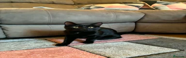 Loki