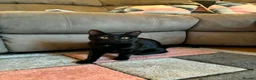 Mixed Breed cats for sale: 28 week old kitten - Advert 2