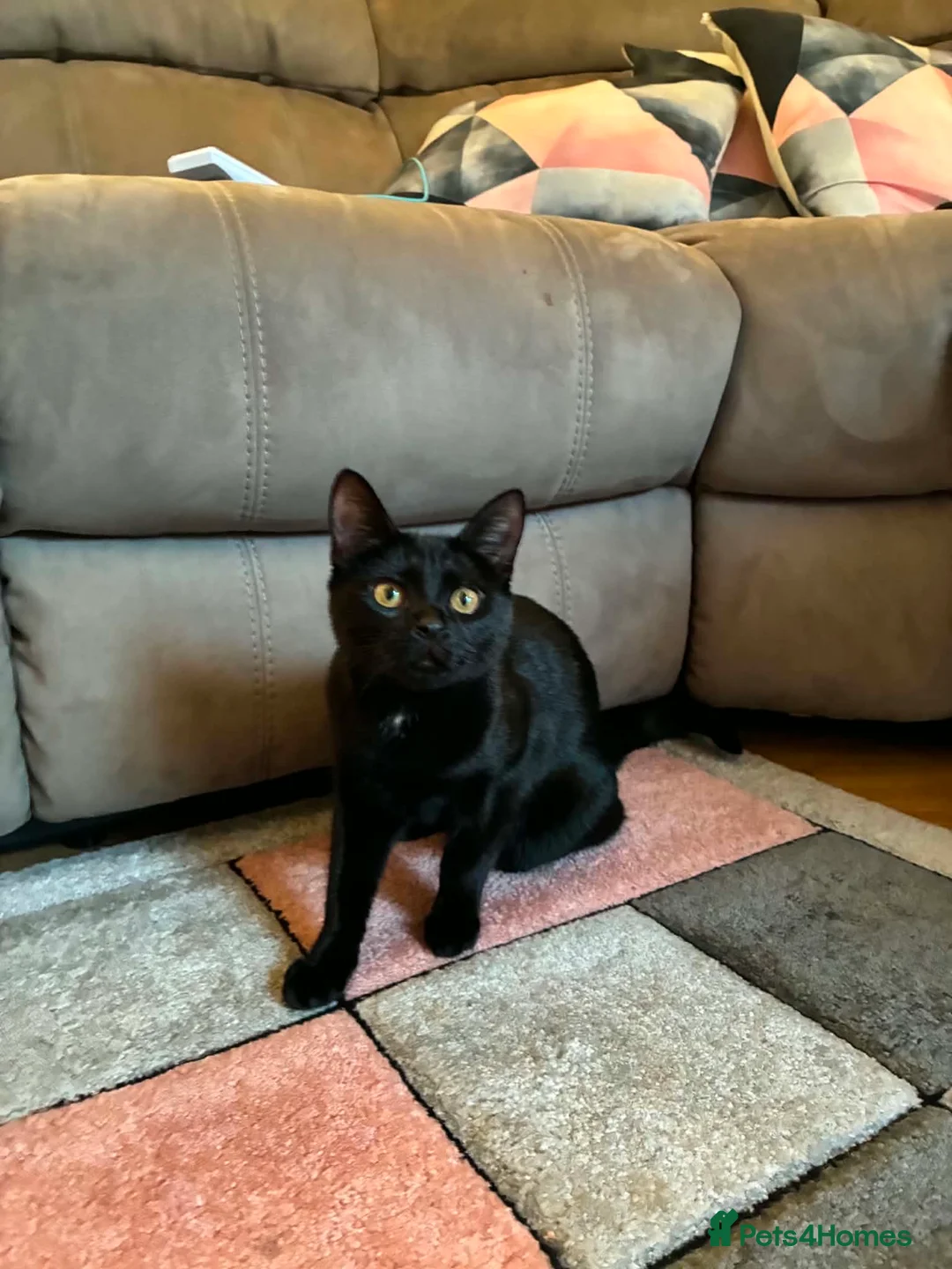 Mixed Breed cats for sale: 28 week old kitten - Advert 2