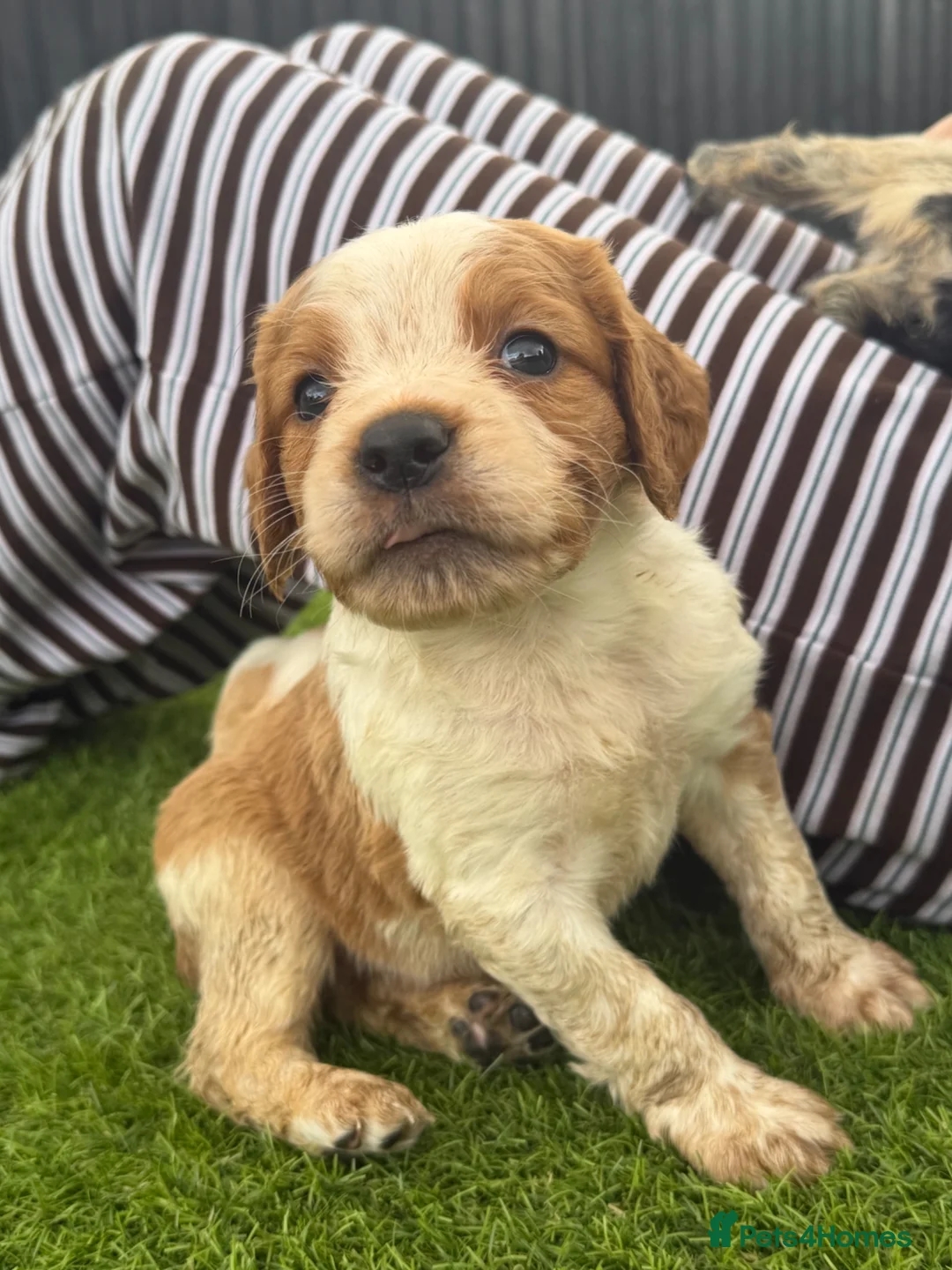 Brittany Spaniel dogs for sale: Working Brittany’s  - Advert 1