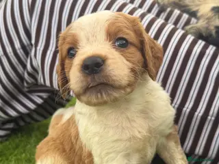 Brittany Spaniel dogs Working Brittany’s - Advert 5