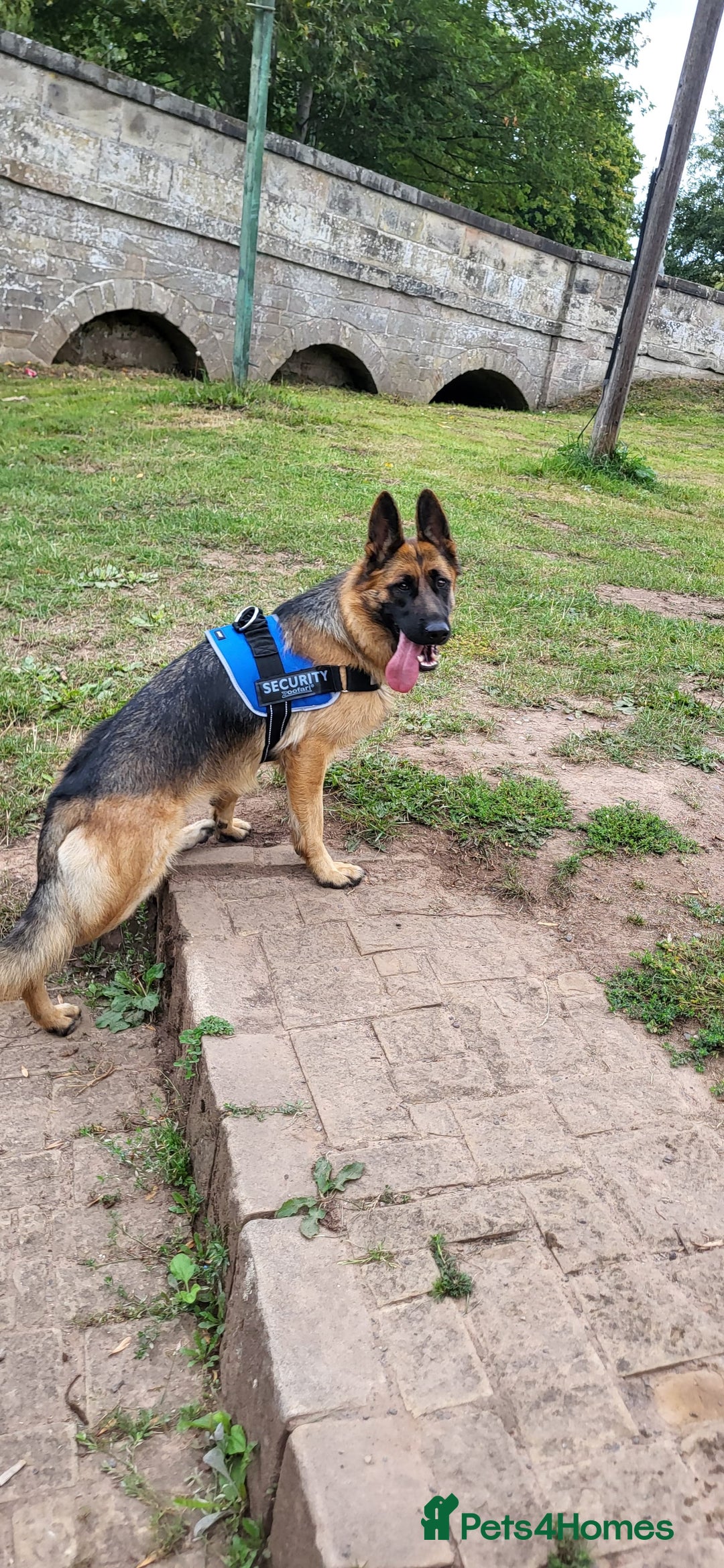 German Shepherd dogs for sale: Friendly Female German Shepherd –Strong Bloodlines - Advert 3