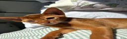 Abyssinian cats for sale: Stunning Abyssinian champion line kittens-last boy - Advert 17