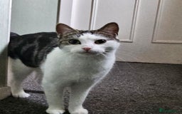 British Shorthair cats for sale: Cat ready for new home - Image 1