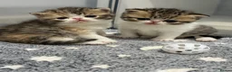 Exotic cats for sale:  ** 🔥OUTSTANDING EXOTIC SHORTHAIRS 🔥 - Advert 20