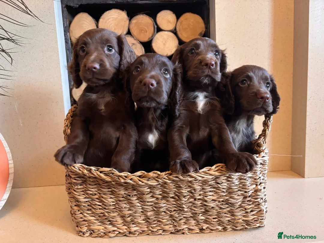 Cocker Spaniel dogs for sale: Working cocker spaniel puppy’s  - Advert 2