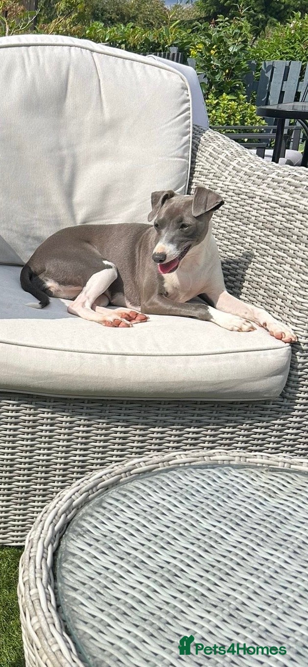 Italian Greyhound dogs Very loving Italian greyhound for sale  - Advert 2