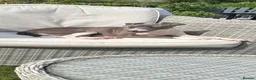 Italian Greyhound dogs for sale: Very loving Italian greyhound for sale  - Advert 2