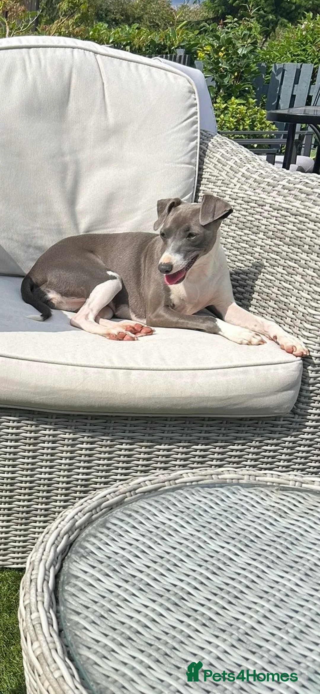 Italian Greyhound dogs for sale: Very loving Italian greyhound for sale  - Advert 2
