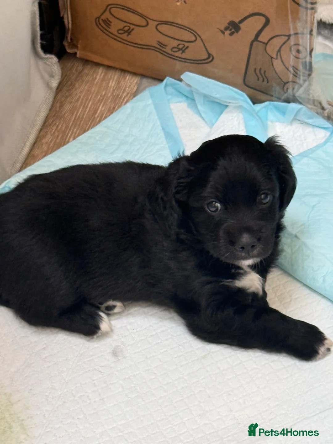 Mixed Breed dogs for sale: Chi-Spaniels (cocker spaniel and chihuahua)  in Kingsbridge - Advert 2