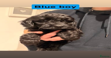 Cockapoo dogs Miniature Cockapoos  - Advert 4