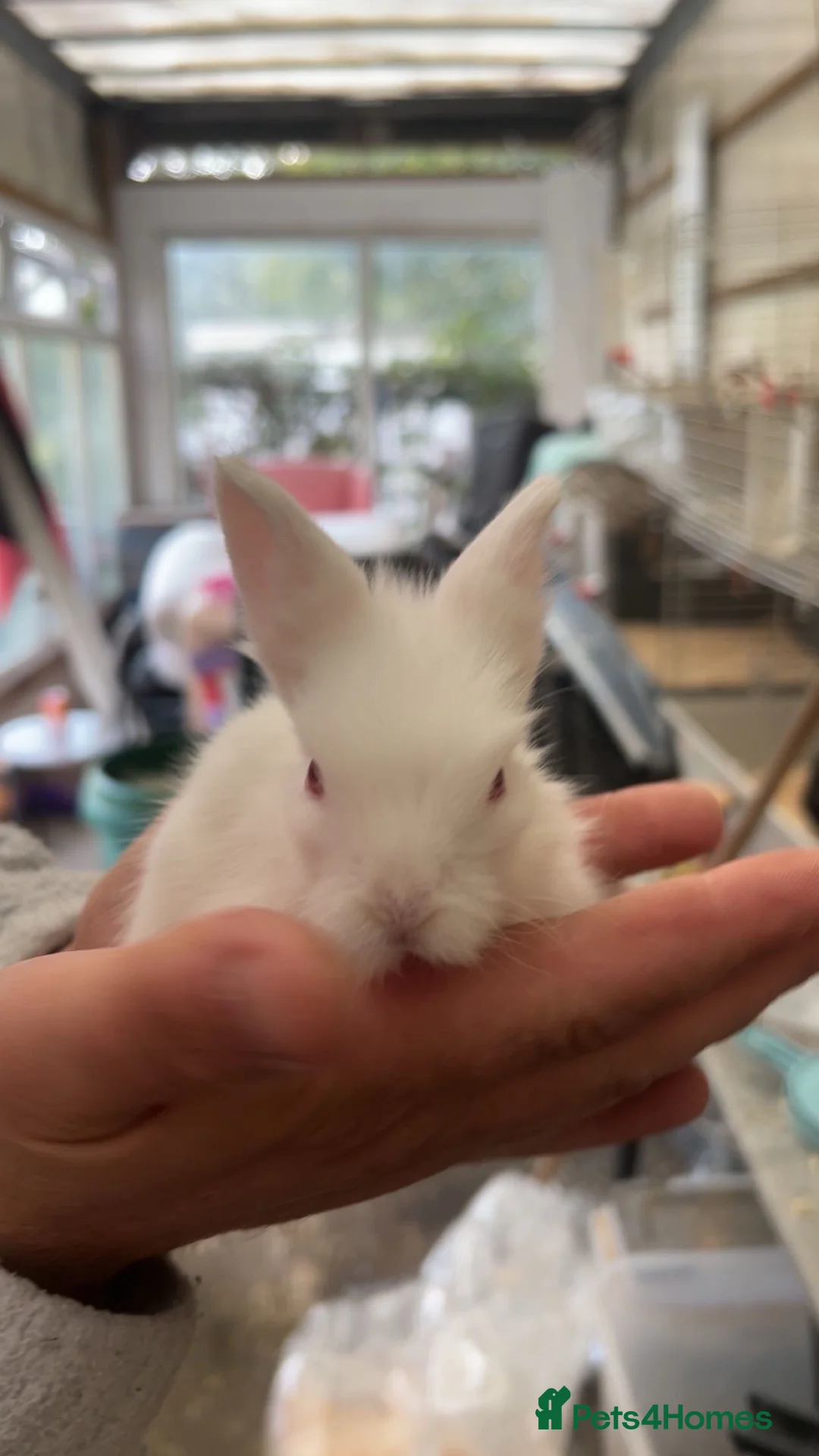 Mixed Breed rabbits for sale: Baby rabbits - Advert 1