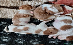 Cavalier King Charles Spaniel dogs for sale: Outstanding Cavalier King Charles Puppies  - Image 4