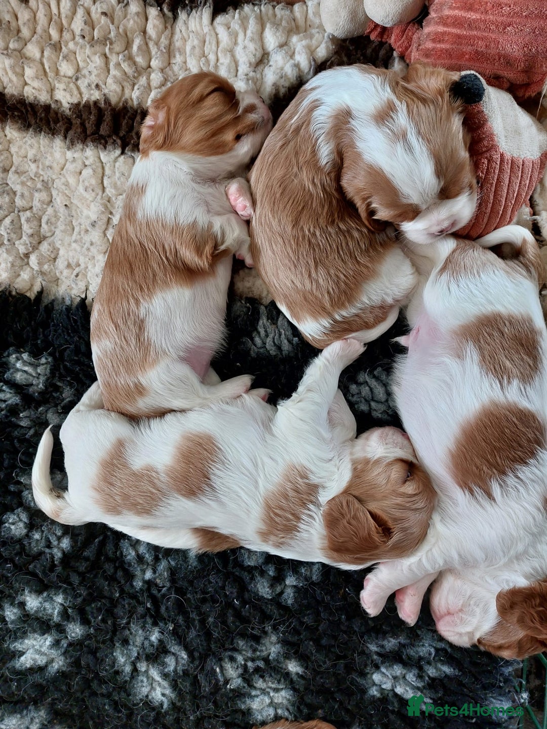 Cavalier King Charles Spaniel dogs for sale: Outstanding Cavalier King Charles Puppies  - Image 4