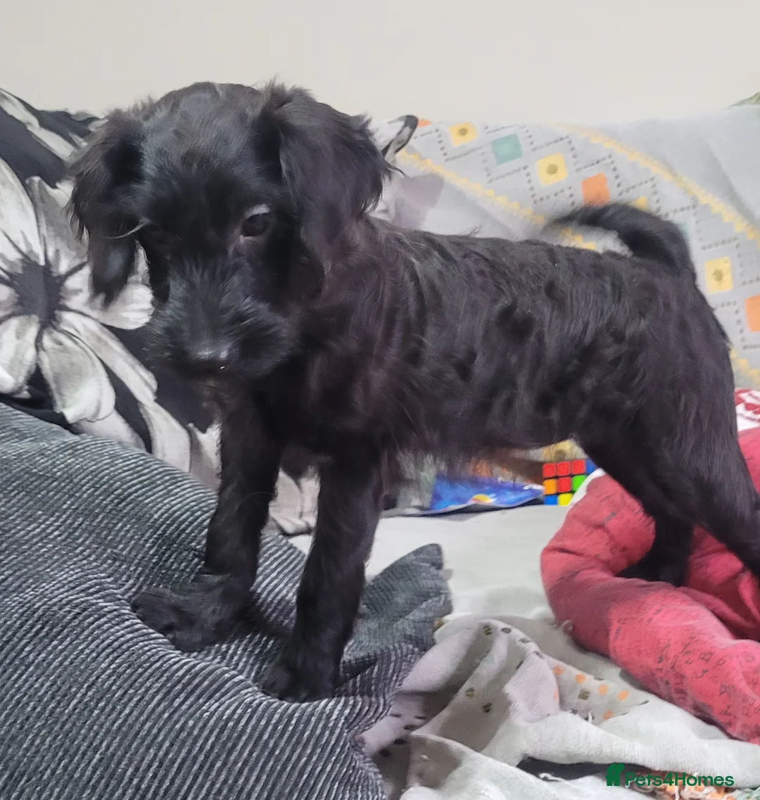 Labradoodle dogs for sale: Labradoodle puppies - Advert 15