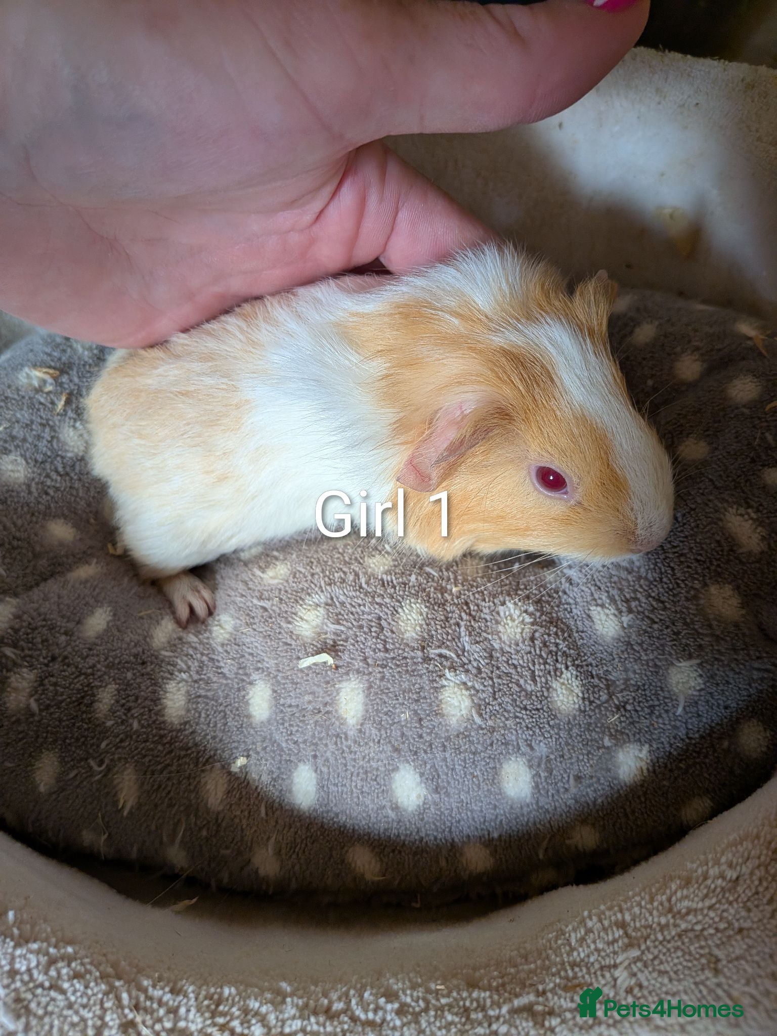 Guinea Pig rodents Baby boy Guinea pigs ready now  - Advert 12
