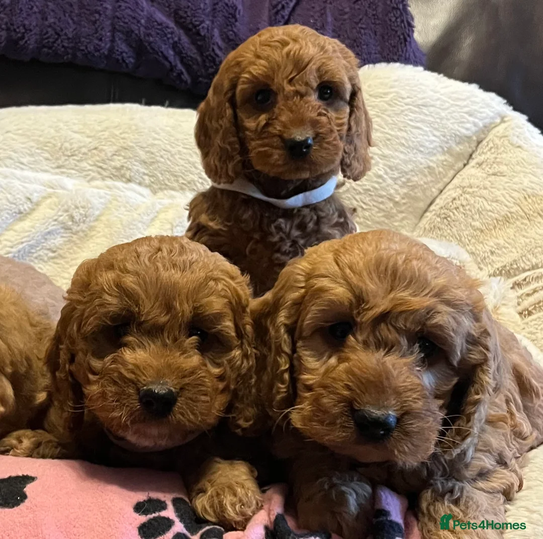 Cockapoo dogs for sale: Stunning cockapoo puppies  - Advert 5