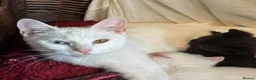 Mixed Breed cats for sale: TURKISH ANGORA X BSH  - Advert 1