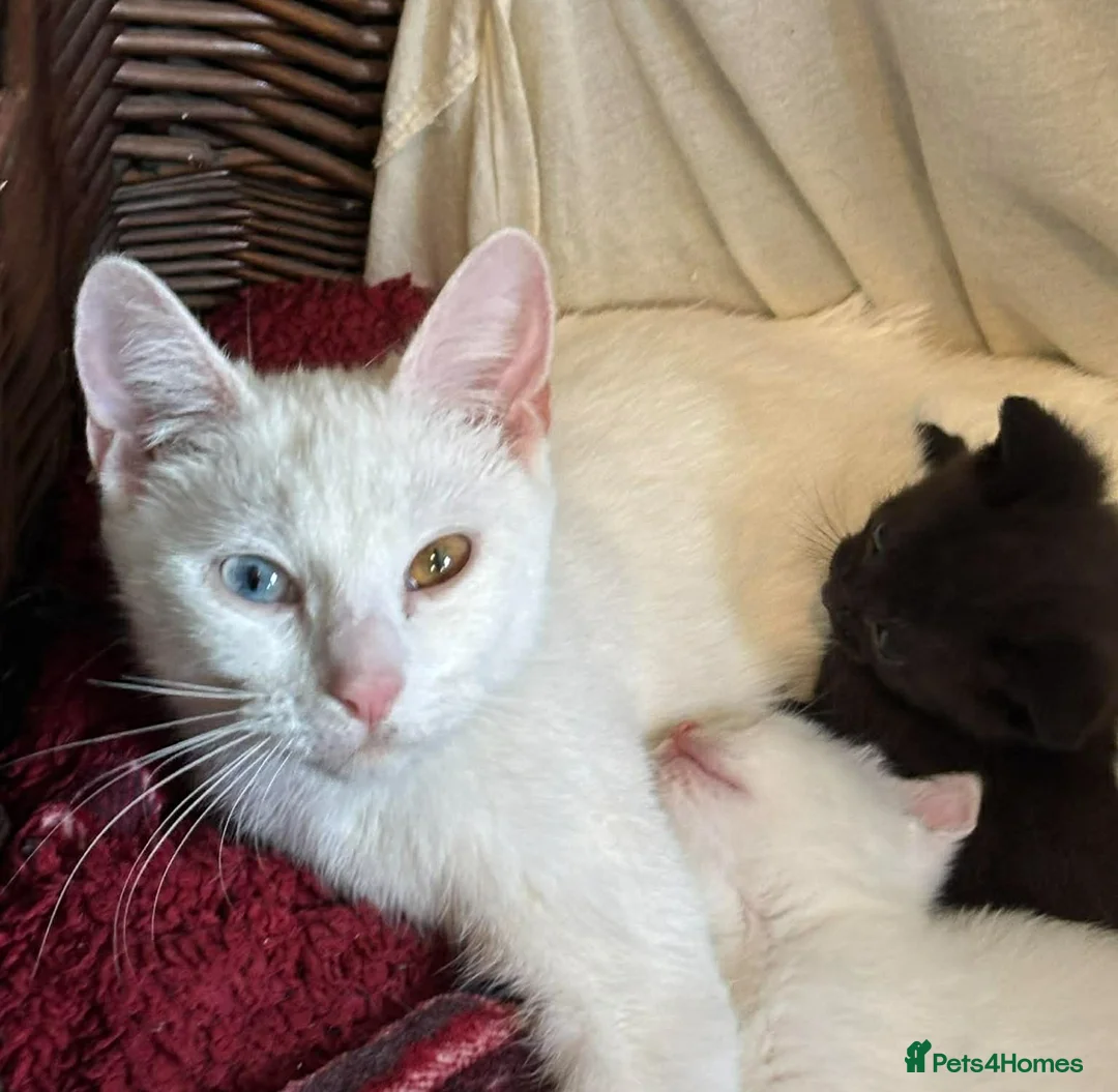 Mixed Breed cats for sale: TURKISH ANGORA X BSH  - Advert 1