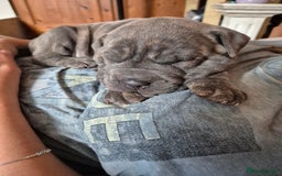Mixed Breed dogs for sale: Cane corso x shar pei  - Image 12