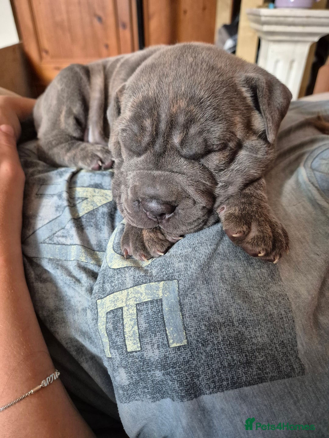 Mixed Breed dogs for sale: Cane corso x shar pei  - Image 12