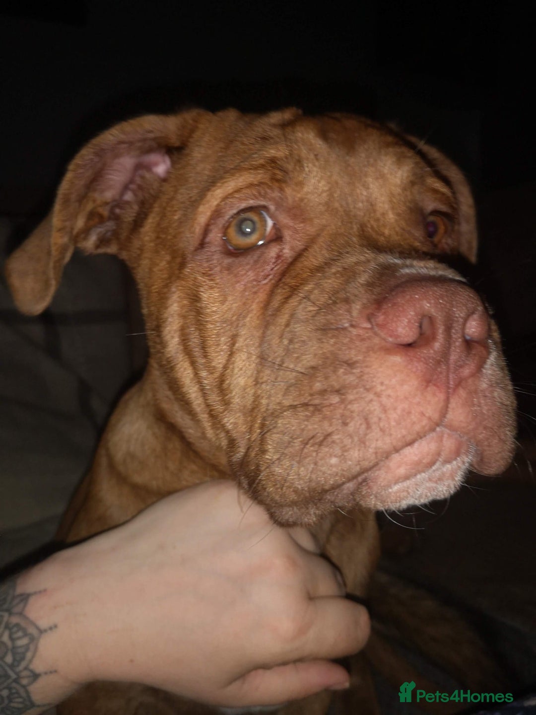 Mixed Breed dogs for sale: Unfortunate rehoming  - Advert 6